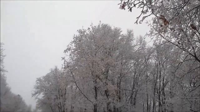 Божья коровка Деревья смотреть онлайн