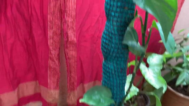 042. Tips For Growing Bushy Money Plant - part 3 смотреть онлайн