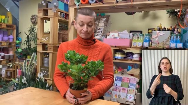 Крассула Овата { СУРДОПЕРЕВОД } классическое денежное дерево | Толстянка