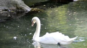 Красивая душевная музыка Сергей Чекалин - птица