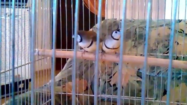 Кольчатый астрильд