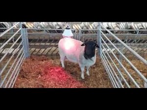 Овчарня. Как устроены наши овчарни. Техника