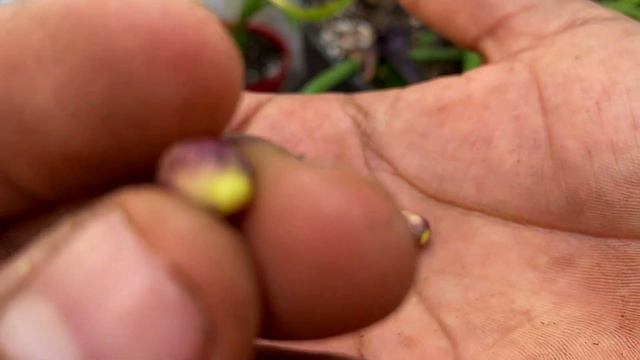 CALAS o ALCATRAZ DE COLORES LA MEJOR FORMA DE PROPAGACIÓN (Zantedeschia aethiopica) смотреть онлайн