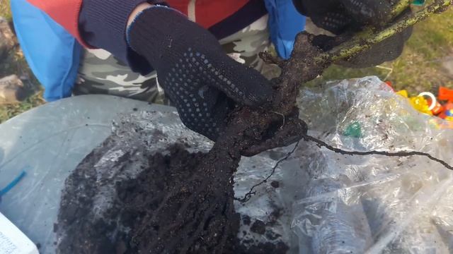 Распаковка посылки. Розы из питомника Фокино!