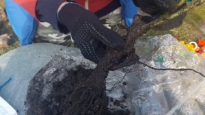 Распаковка посылки. Розы из питомника Фокино!