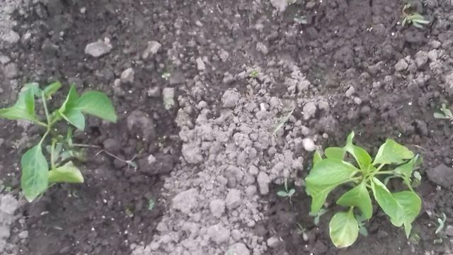 Ваша рассада не растёт? Подкормите этим! смотреть онлайн