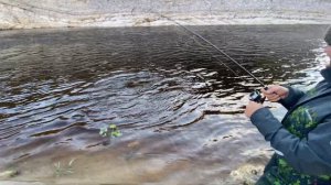 ЛОВИМ СЕМГУ РЕКА ВОЛОНГА