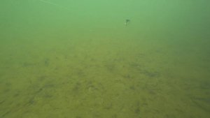 Игра ZipBaits ZBL System Minnow 11F. Подводные съемки. Underwater