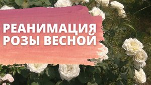 если после зимы розы почернели - не нужно паниковать - нужно спасать - спасаем розы после зимы