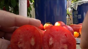 ⟹ Jersey Devil Tomato, Solanum lycopersicum, Tomato Review