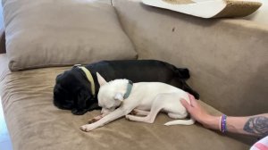 ВЛОГ. Ох уж эти девочки. Я заболеваю. Серёжа купает Добби. Кира постарела.