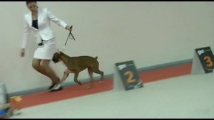 Монопородная выставка боксеров 1 декабря 2018. Бэби