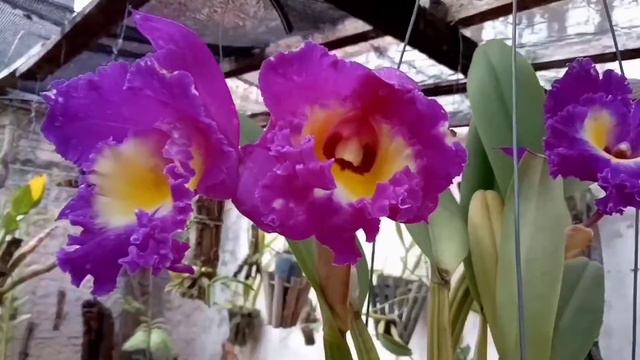 Cattleya (Lc amber glow X waikiki gold X briegerii) X blc nam chang oly "big" смотреть онлайн