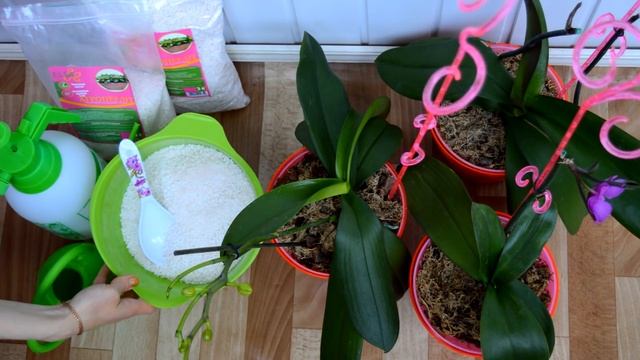 ПЕРЕСАДКА ОРХИДЕИ ПОСЛЕ ПОКУПКИ #5 смотреть онлайн