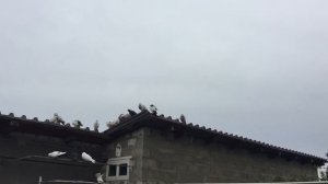 #Pigeon.Запуск голубей на 9мая  должен стать традиций  для голубятников???