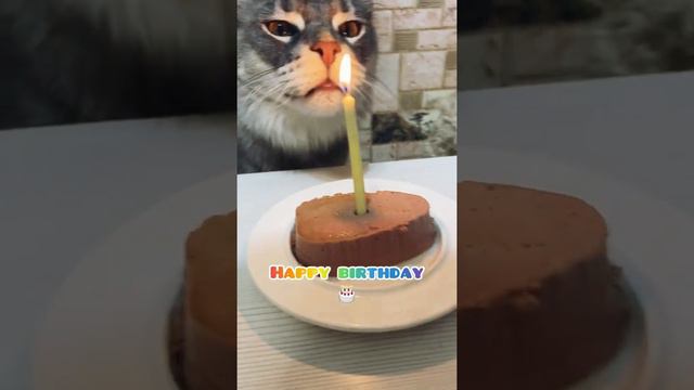 Лордику 2 годика. С днём рождения, малыш ❤️🎂#кот #мейнкун #cat #котики #foryou #fyp