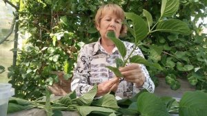 Крупнолистных гортензии в Удмуртии. Подзимнее черенкование