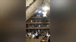 Голуби Германии