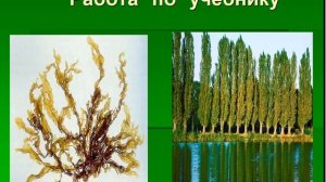 Низшие и высшие растения