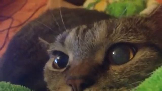 Игра на коте ) смотреть онлайн