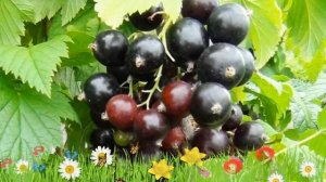 Смородина черная Добрыня ? Обзор: посадка и уход. крупномеры смородины: описание и особенности