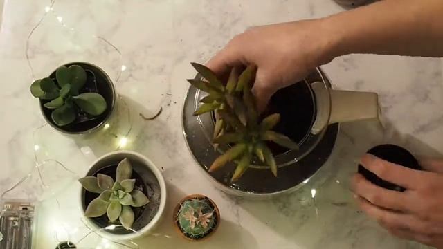 DIY | Coffee Pot Terrarium смотреть онлайн