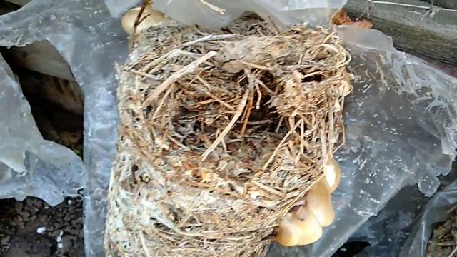 Выращивание вешенки. Продолжение. Первый опыт. Вешенка на люцерне. Грибные блоки. Хобби. Мицелий. смотреть онлайн