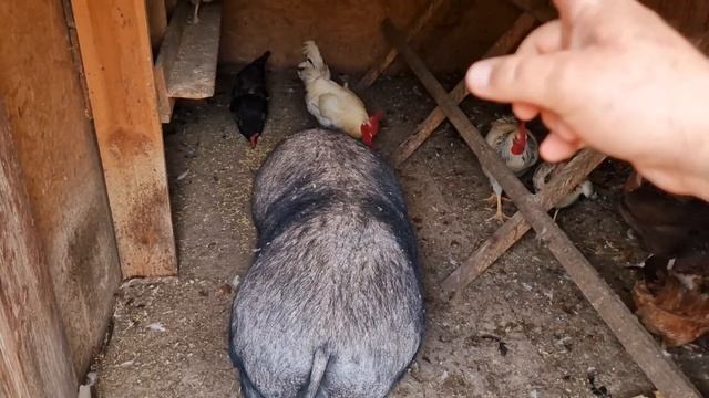 замученых, голодающих цыплят в общее стадо! смотреть онлайн