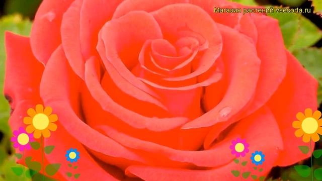 Роза чайно-гибридная Кардинал 85. Краткий обзор, описание характеристик Kardinal 85 смотреть онлайн