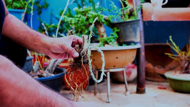 Repotting Two Ficus Religiosa Bonsai, october 2019