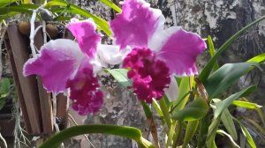 Uma maravilhosa surpresa de 10,00🤑 Catlleya NSA Big China