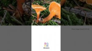 False chanterelle (Hygrophoropsis aurantiaca) | Synonyms | Scientific Short Profile | Shroomers