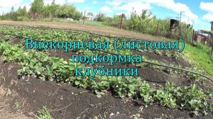 Внекорневая (листовая) подкормка клубники минеральными удобрениями.