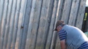 Притравка Ягдтерьера по кабану . 2020