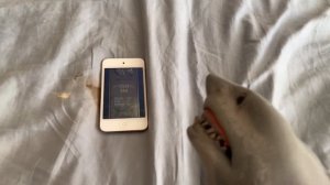 SB Movie: Shark Puppet plays Temple Run!