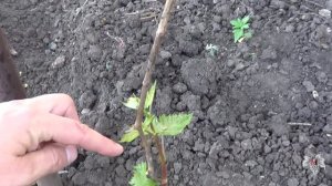 Не успели обрезать Виноград! ЧТО ДЕЛАТЬ?