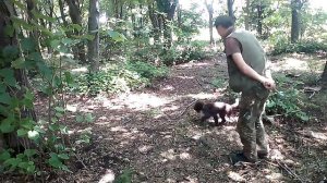 Трюфели обучение-Training - Truffle Hunting Dogs