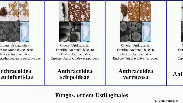 Fungos, ordem Ustilaginales anthracoidea mira fungus pratensis limosa ustilago maydis verrucosa смотреть онлайн