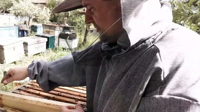 РЕВИЗИЯ ПАСЕКИ . смотреть онлайн