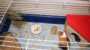 Что можно и что нельзя давать морским свинкам. Морские свинки - кормление