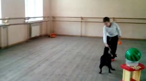 Дрессировка стаффордширский бультерьер