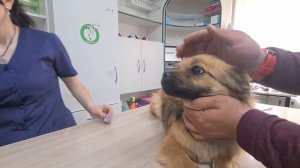 Подготавливаем спасённую собаку к новой жизни