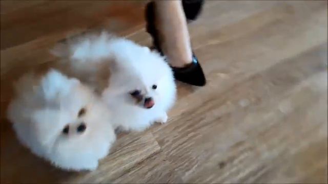 FluffyNikStars белые любимчики смотреть онлайн