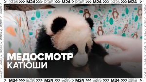 Московский зоопарк показал видео с медосмотра панды Катюши - Москва 24