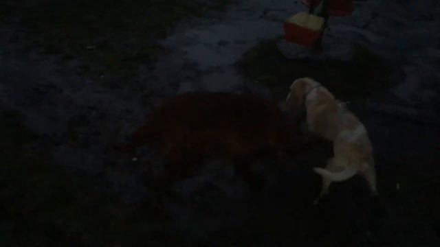 Две сучки дерутся в грязи смотреть онлайн