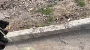 Vlog: пудель в гостях у той-терьера? НАШИ БУДНИ С СОБАКАМИ