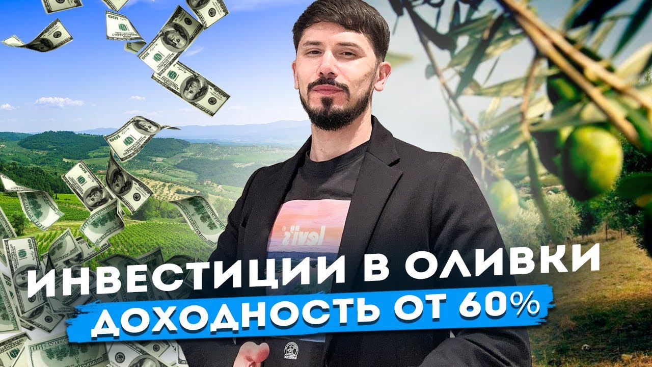 КАК ЗАРАБАТЫВАТЬ НА ОЛИВКОВЫХ ПЛАНТАЦИЯХ?