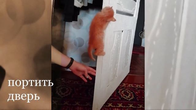 КОТ | ЛАЗАТЬ и КУСАТЬ | КОТЕНКУ ВСЕГО-ТО 1 МЕСЯЦ смотреть онлайн