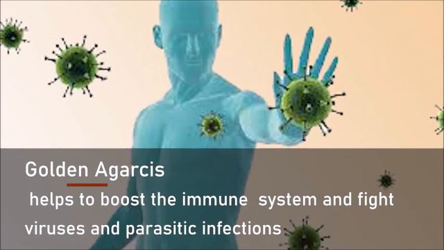 GOLDEN AGARCIS PRODUCT benefits for user Health смотреть онлайн