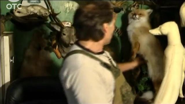 Охотник из Колыванского района представил экспозицию своих трофеев смотреть онлайн